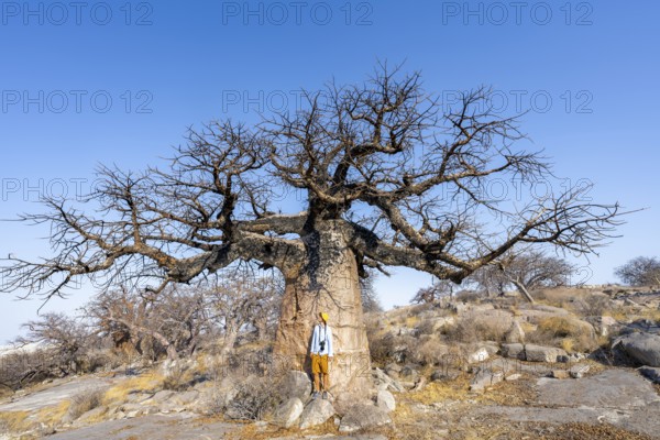 Tourist standing in front of a large baobab, African baobab or baobab tree (Adansonia digitata), Kubu Island (Lekubu), Sowa Pan, Makgadikgadi salt pans, Botswana
