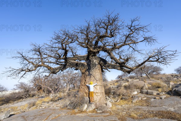 Tourist hugging a large baobab, African baobab or baobab tree (Adansonia digitata), Kubu Island (Lekubu), Sowa Pan, Makgadikgadi salt pans, Botswana