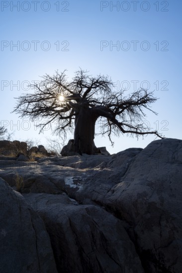 African baobab or baobab tree (Adansonia digitata), large tree backlit by sunlight, Kubu Island (Lekubu), Sowa Pan, Makgadikgadi salt pans, Botswana
