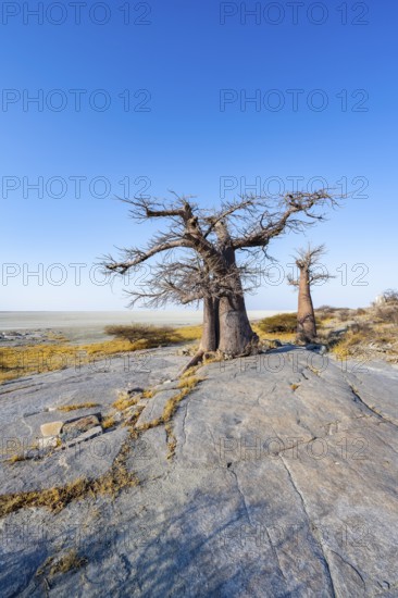 African baobab or baobab tree (Adansonia digitata), several trees overlooking the salt pan, Kubu Island (Lekubu), Sowa Pan, Makgadikgadi Salt Pans, Botswana