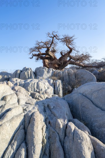 African baobab or baobab tree (Adansonia digitata), baobab between round rocks, Kubu Island (Lekubu), Sowa Pan, Makgadikgadi salt pans, Botswana