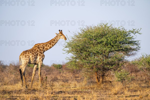 Cape giraffe (Giraffa giraffa giraffa) eating leaves of an acacia tree, in the savannah in the evening light, Kruger National Park, South Africa