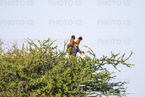 Cape giraffe (Giraffa giraffa giraffa) eating leaves of an acacia tree, animal portrait, Kruger National Park, South Africa