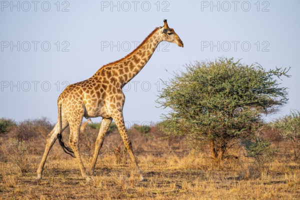 Cape giraffe (Giraffa giraffa giraffa) in the savannah in the evening light, Kruger National Park, South Africa