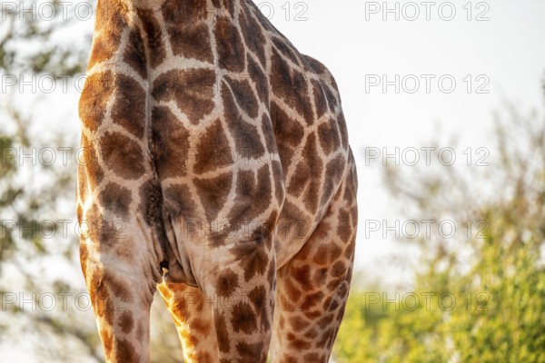 Cape giraffe (Giraffa giraffa giraffa) eating young leaves of an acacia tree, detail of the body with fur pattern, Kruger National Park, South Africa