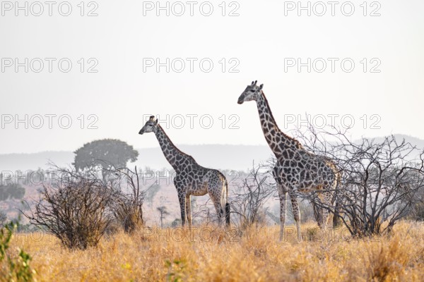 Cape giraffe (Giraffa giraffa giraffa) two animals in the savannah, Kruger National Park, South Africa