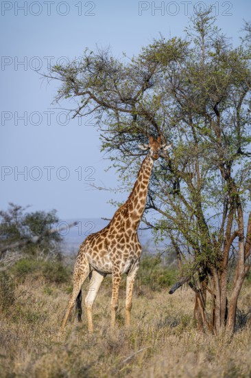 Cape giraffe (Giraffa giraffa giraffa) in the savannah, Kruger National Park, South Africa