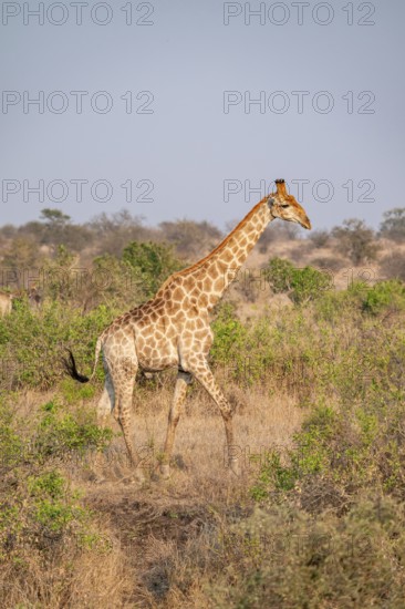 Cape giraffe (Giraffa giraffa giraffa) in the savannah in the evening light, Kruger National Park, South Africa