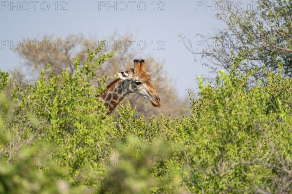 Cape giraffe (Giraffa giraffa giraffa) behind bushes, Kruger National Park, South Africa