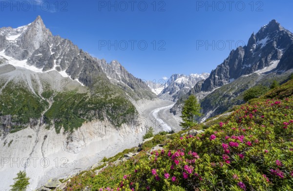 Picturesque mountain landscape with blooming alpine roses, imposing mountain peaks and glaciers, Grand Balcon Nord, glacier tongue Mer de Glace, behind Grandes Jorasses, Mont Blanc massif, Montenvers, Chamonix, Haute-Savoie, France