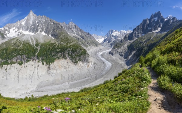 Picturesque mountain landscape with blooming alpine roses, imposing mountain peaks and glaciers, Grand Balcon Nord hiking trail, Mer de Glace glacier tongue, Grandes Jorasses at the back, Mont Blanc massif, Montenvers, Chamonix, Haute-Savoie, France