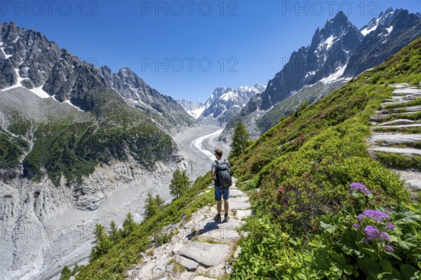 Picturesque mountain landscape with blooming alpine flowers, imposing mountain peaks and glaciers, mountaineers on a hiking trail, Grand Balcon Nord, glacier tongue Mer de Glace, behind Grandes Jorasses, Mont Blanc massif, Montenvers, Chamonix, Haute-Savoie, France