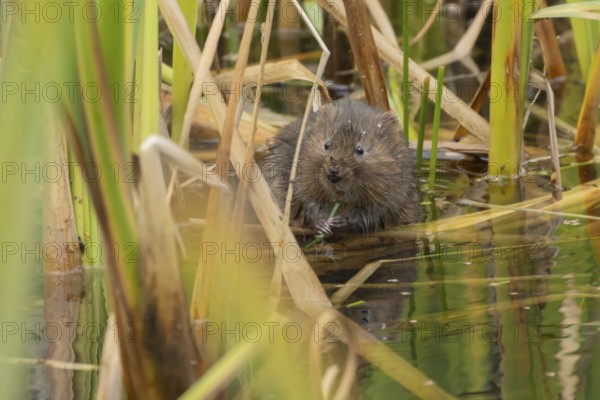 Water vole (Arvicola amphibius) adult rodent animal feeding amongst reeds in a pond in summer, Suffolk, England, United Kingdom