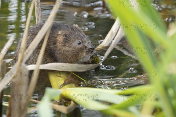 Water vole (Arvicola amphibius) adult rodent animal feeding on pond weed in a reedbed in summer, Suffolk, England, United Kingdom