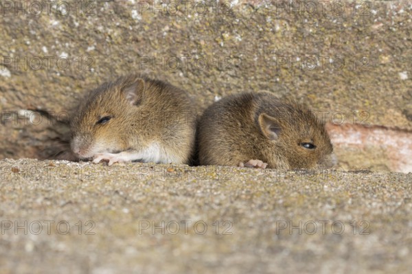 Brown rat (Rattus norvegicus) juvenile baby rodent animal resting by a hole in an urban building, England, United Kingdom
