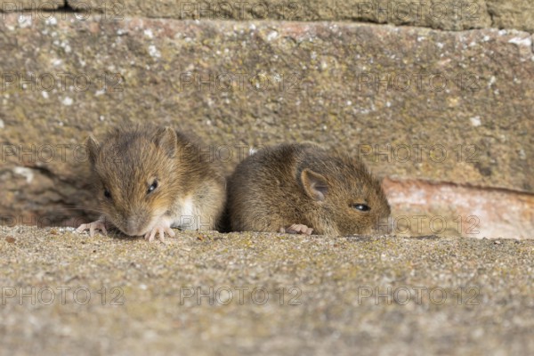 Brown rat (Rattus norvegicus) two juvenile baby rodent animals emerging from a hole in an urban building, England, United Kingdom