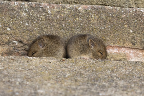 Brown rat (Rattus norvegicus) two juvenile baby rodent animals sleeping by a hole in an urban building, England, United Kingdom
