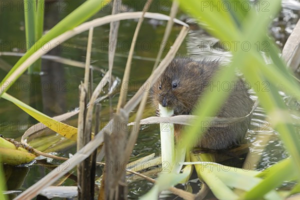 Water vole (Arvicola amphibius) adult rodent animal feeding on a reed leaf in a pond in summer, Suffolk, England, United Kingdom