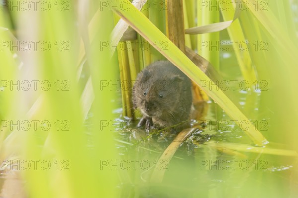 Water vole (Arvicola amphibius) adult rodent animal amongst reeds in a pond in summer, Suffolk, England, United Kingdom
