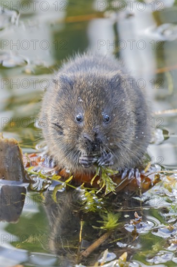 Water vole (Arvicola amphibius) adult rodent animal feeding on pond weed in a reedbed in summer, Suffolk, England, United Kingdom
