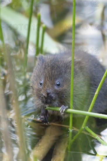 Water vole (Arvicola amphibius) adult rodent animal feeding amongst reeds in a pond in summer, Suffolk, England, United Kingdom