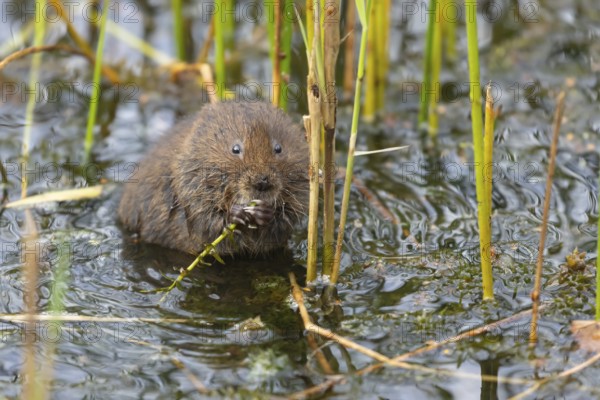 Water vole (Arvicola amphibius) adult rodent animal feeding in a reedbed in a pond in summer, Suffolk, England, United Kingdom