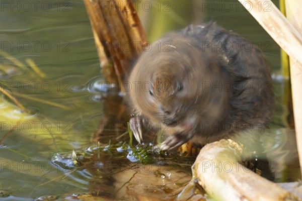 Water vole (Arvicola amphibius) adult rodent animal shaking its head while feeding on pond weed in a reedbed in summer, Suffolk, England, United Kingdom