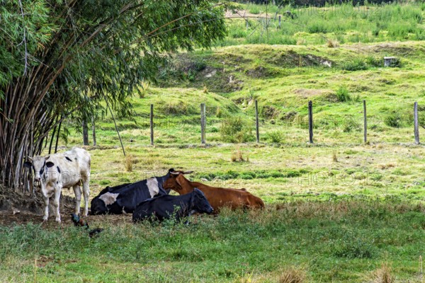 Cattle in the shade of a tree in a farm pasture in the interior of the state of Minas Gerais, Minas Gerais, Brazil