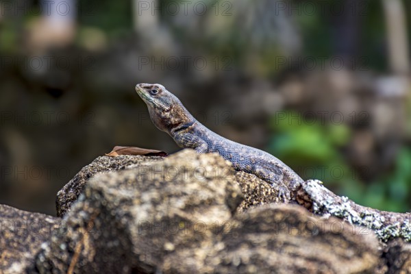 Small lizard common in Brazil sunbathing on rocks, Minas Gerais, Brazil