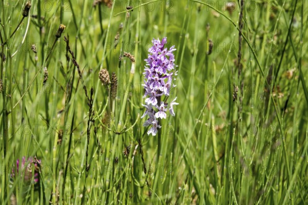 Moorland spotted orchid (Dactylorhiza maculata), also known as spotted fingerwort, Oberstdorf, OberallgÃ¤u, AllgÃ¤u, Bavaria, Germany