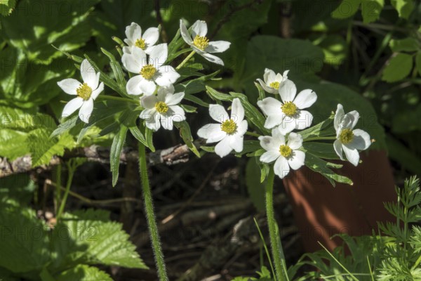 Narcissus anemone (Anemone narcissiflora), also known as Narcissus anemone, Oberstdorf, OberallgÃ¤u, AllgÃ¤u, Bavaria, Germany