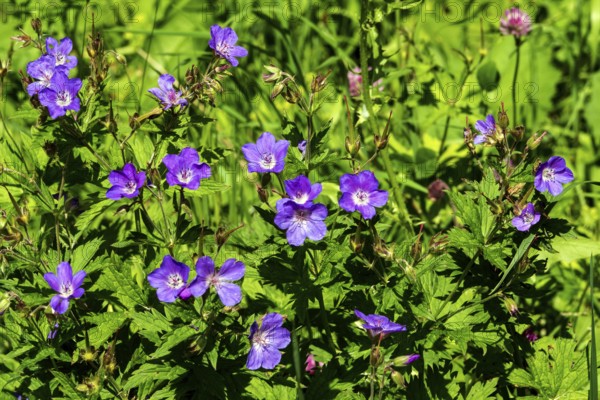 Meadow cranesbill (Geranium pratense), also known as blue cranesbill, Oberstdorf, OberallgÃ¤u, AllgÃ¤u, Bavaria, Germany