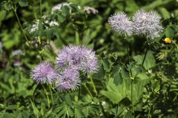 Greater meadow-rue (Thalictrum aquilegiifolium), also known as Amstel's rue, Oberstdorf, OberallgÃ¤u, AllgÃ¤u, Bavaria, Germany