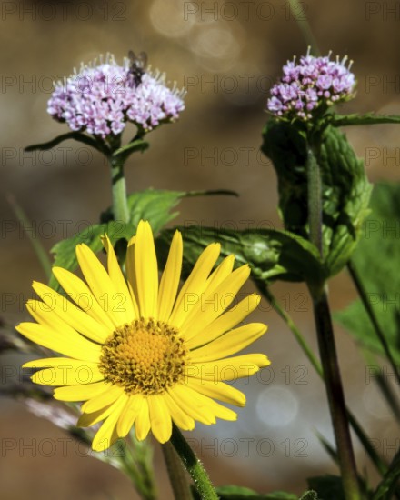 Doronicum pardalianches (Doronicum pardalianches), Oberstdorf, OberallgÃ¤u, AllgÃ¤u, Bavaria, Germany