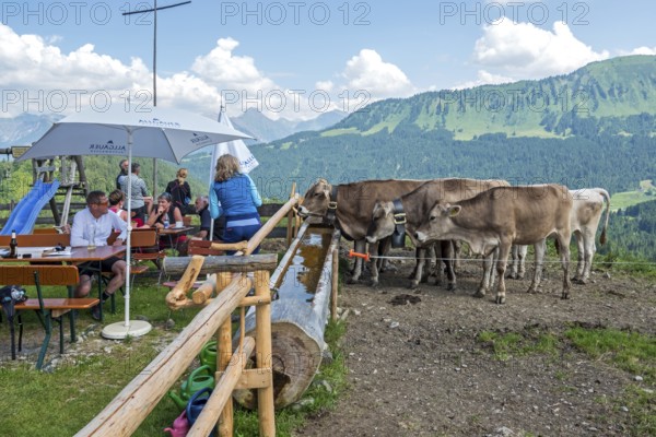 Cattle on the terrace of the Osterberg Alpe, between Tiefenbach and Riezlern, OberallgÃ¤u, AllgÃ¤u, Bavaria, Germany