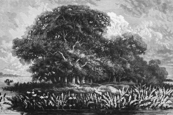 Tropical rainforest in the Amazon basin, river landscape, aquatic plants, trees, Brazil, South America, historical illustration 1888