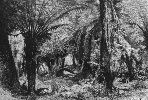Dense vegetation in a tropical rainforest, ferns and araucaria, tropical climate, Australia, historical illustration 1888