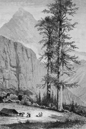Giant spruce trees in California, mountain landscape, Rocky Mountains, wooden huts, horse, inhabitants, botany, North America, historical illustration 1888