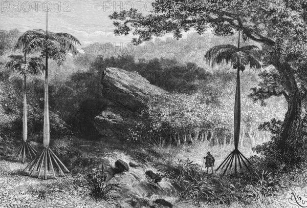 Hiker through tropical vegetation with cabbage palms (Euterpe oleracea), Peruvian Andes, Flsen, small waterfall, South America, historical illustration 1888