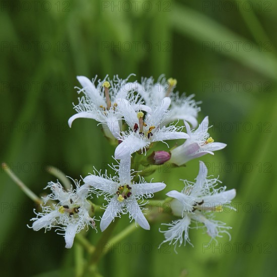 Menyanthes trifoliata or bitter clover, medicinal plant, close-up of a flower in a meadow, Wilnsdorf, North Rhine-Westphalia, Germany