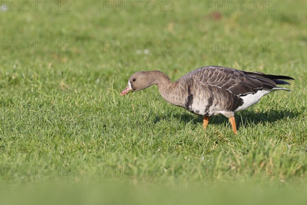 White-fronted goose (Anser albifrons), grazing, feeding in the wintering area in a meadow, wildlife, Bislicher Insel nature reserve, Xanten, Lower Rhine, North Rhine-Westphalia, Germany