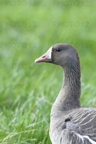 White-fronted goose (Anser albifrons), standing in a meadow in the wintering area, animal portrait, wildlife, Bislicher Insel nature reserve, Xanten, Lower Rhine, North Rhine-Westphalia, Germany
