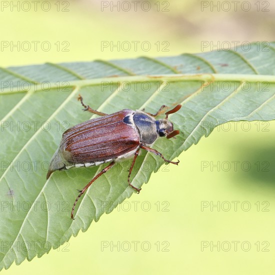 May beetle, wood cockchafer (Melolontha hippocastani), male, on leaf of a horse chestnut (Aesculus hippocastanum), close-up, Wilnsdorf, North Rhine-Westphalia, Germany