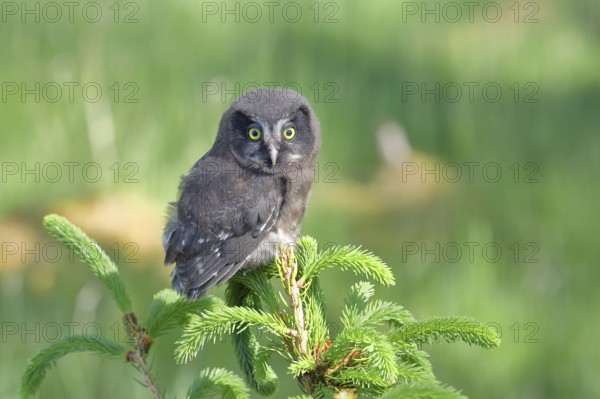 Great horned owl (Aegolius funereus), young bird sitting on the top of a spruce, European spruce (Picea abies), Wilnsdorf, North Rhine-Westphalia, Germany