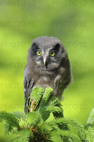 Great horned owl (Aegolius funereus), young bird sitting on the top of a spruce, European spruce (Picea abies), Wilnsdorf, North Rhine-Westphalia, Germany