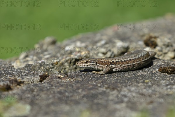 Wall lizard (Podarcis muralis), European wall lizard, in a vineyard, portrait, reptiles, animals, lizards, Cochem, Moselle, Rhineland-Palatinate, Germany