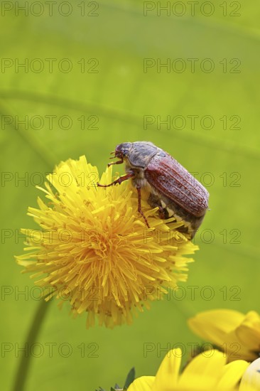 Cockchafer, field cockchafer (Melolontha melolontha), female on a dandelion (Taraxacum) flower, Wilnsdorf, North Rhine-Westphalia, Germany