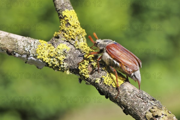 May beetle, wood cockchafer (Melolontha hippocastani), male, on a branch overgrown with lichen, close-up, Wilnsdorf, North Rhine-Westphalia, Germany