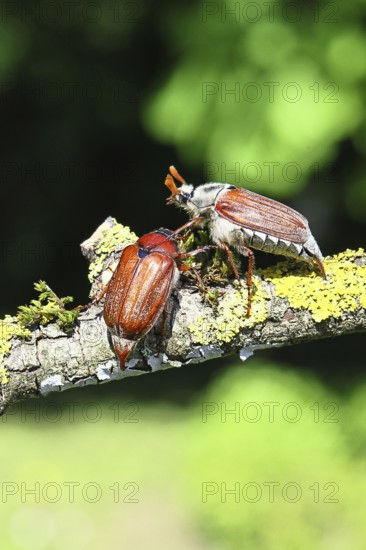 May beetle, wood cockchafer (Melolontha hippocastani), male and female, on a lichen-covered branch, pair of animals, close-up, Wilnsdorf, North Rhine-Westphalia, Germany