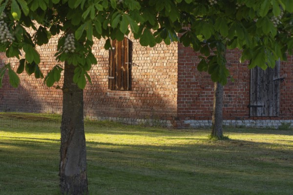 View through two chestnut trees to a part of a barn, Böhme, Heidekreis, Rethem Aller, Leine Aller Tal, Lower Saxony, Germany